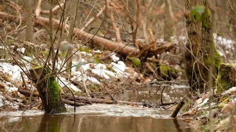 Natural creek in forest during snow melt at the end of winter Stock Footage
