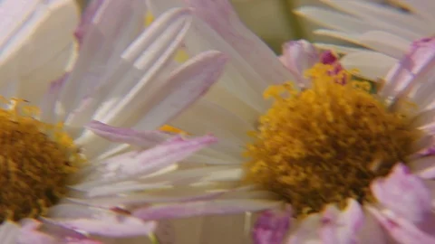 Natural cut-ins Stock Footage 75336568