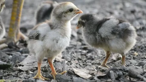 Natural cute chicks Stock Footage 233320900