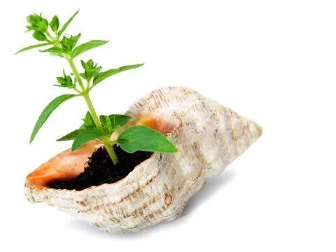Natural cycle Stock Photos