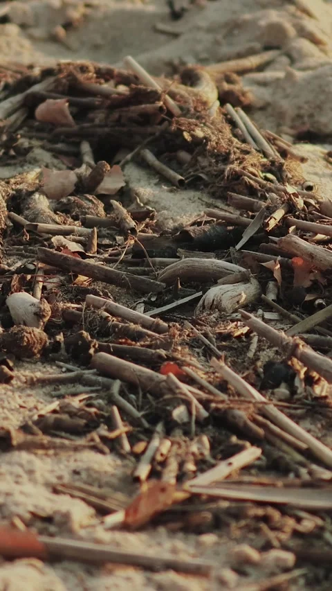 Natural Debris Found on Sandy Ground Surrounded by Various Marine Elements and Stock Footage 295277505