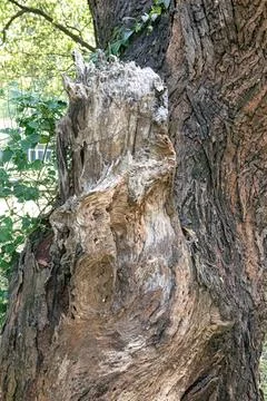 Natural Decayed Wood Pattern on an Old Tree Trunk Stock Photos