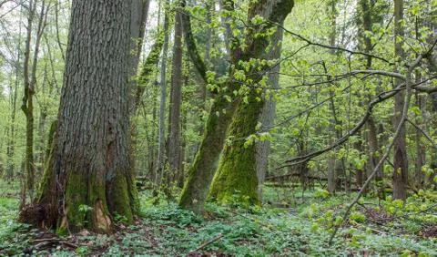 Natural deciduous forest in springtime with old linden tree in foreground, Bi Stock Photos