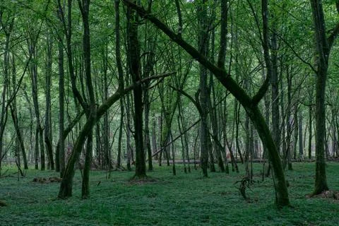 Natural deciduous stand in spring with e few bent hornbeam trees,Bialowieza F Stock Photos