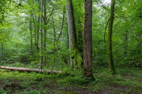 Natural deciduous tree stand with old maple trees and hornbeam around, Bialow Stock Photos