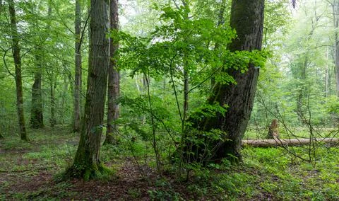 Natural deciduous tree stand with old lindwn trees and hornbeam around, Bialo Foto stock