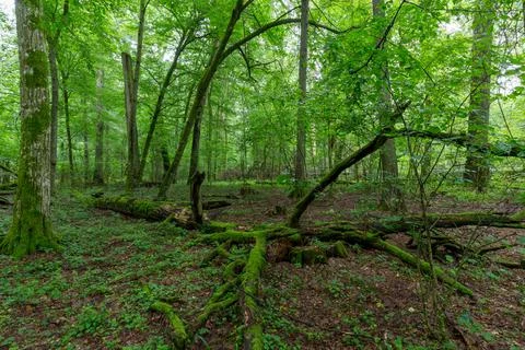 Natural deciduous tree stand with old broken hornbeam tree and juvenile hornb Stock Photos