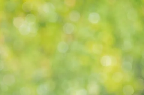 Natural defocus light background. Blurred leaves on trees. Stock Photos