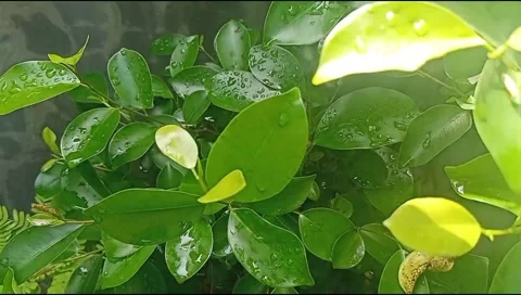 Natural dewy green leaf texture Stock Footage 220589021