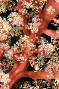 Natural diagonal pattern of a broccoli coral (dendronephthya klunzingeri). Stock Photos