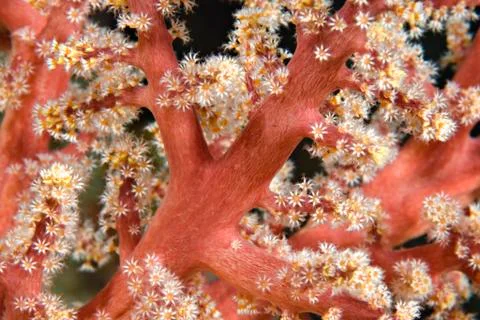 Natural diagonal pattern of a broccoli coral (dendronephthya klunzingeri). Stock Photos