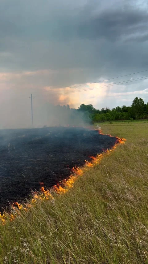 Natural disaster. Epic big fire in nature park. Grass is burning, smoke. Red Stock Footage 321089314