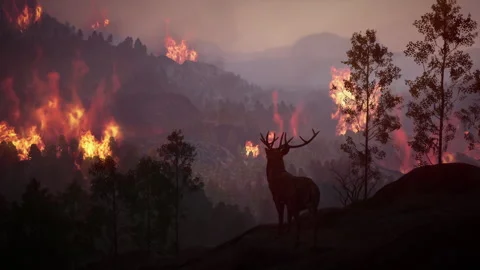 Natural disaster of mountain forest fire threatening wildlife ecosystem 库存影片 339634533