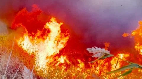 Natural disaster unfolding with wildfire, Rapid temperature increases fueling Stock Footage 305745761