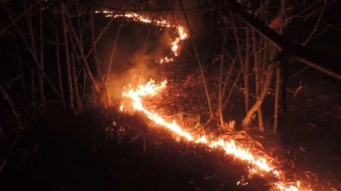 Natural disaster wild fire in forest burning flames smoke hazards in jungle bush Stock Footage 127286942