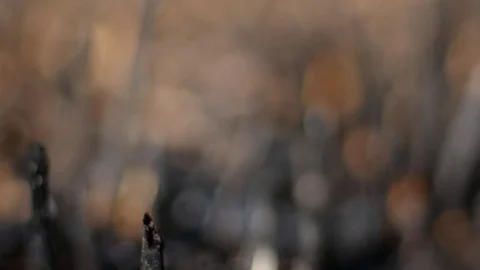 Natural disease. Burned grass Stock Footage 74675403