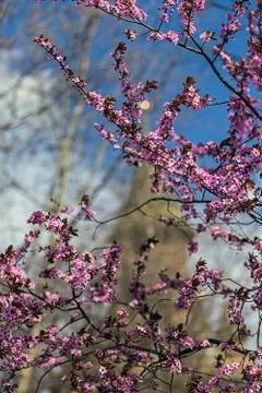 Natural drawing with cherry branches Stock Photos