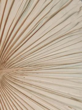 Natural Dried Palm Leaf Texture Close Up With Organic Fiber Pattern 写真素材