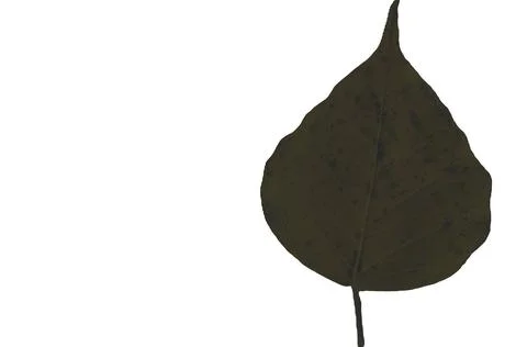A natural, dry leaf with a white background is available in vector format. Stock Illustration