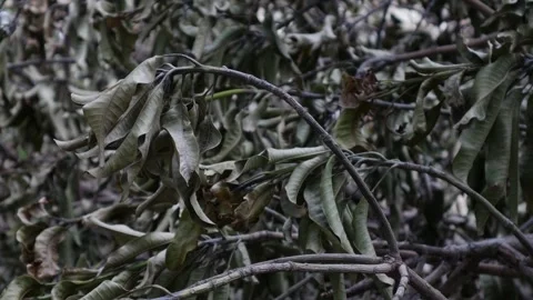 Natural dry leaves. Dead tree branches. Stock Footage 312986903