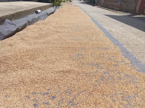 Natural drying of rice Stock Photos