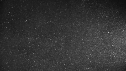 Natural Dust Particles Float On Black Background. Dust In Motion. Stock Footage 120002793
