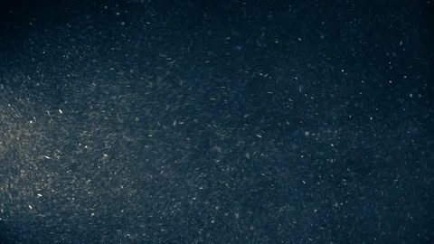 Natural Dust Particles Float On Black Background. Dust In Motion. Stock Footage 120003527