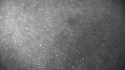 Natural Dust Particles Float On Black Background. Dust In Motion. Stock Footage 123468686