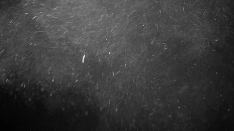 Natural Dust Particles Float On Black Background. Dust In Motion. Stock Footage 123469891