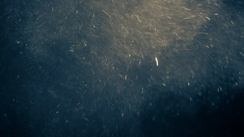 Natural Dust Particles Float On Black Background. Dust In Motion. Stock Footage 123470030