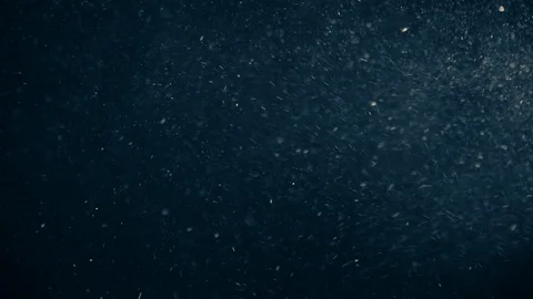 Natural Dust Particles Float On Black Background. Dust In Motion. Stock Footage 123470988