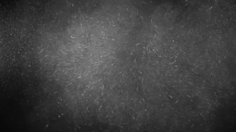 Natural Dust Particles Float On Black Background. Dust In Motion. Stock Footage 123696582