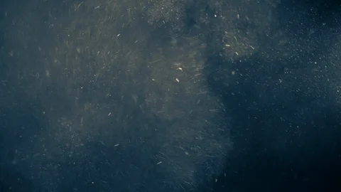 Natural Dust Particles Float On Black Background. Dust In Motion. Stock Footage 123700165
