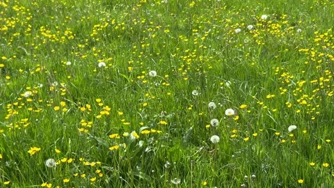 Natural Dutch Grassland with Wild Grasses, Wildflowers and Green Plants in the 스톡 동영상 343015553