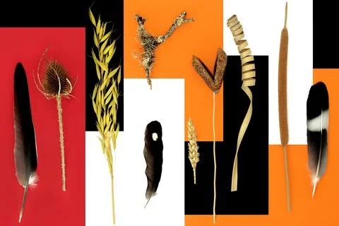 Natural Earth Botanical Elements and Feather Objects Stock Photos