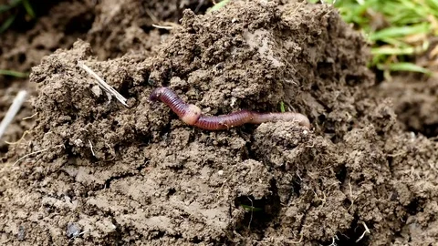 Natural earthworm in the soil is moving, worm and worm manure, Vídeo Stock 106817835