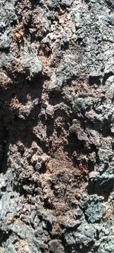 Natural Earthy Bark Texture on a Wild Tropical Petai Tree Stock Photos