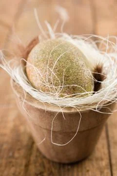 Natural Easter egg Stock Photos