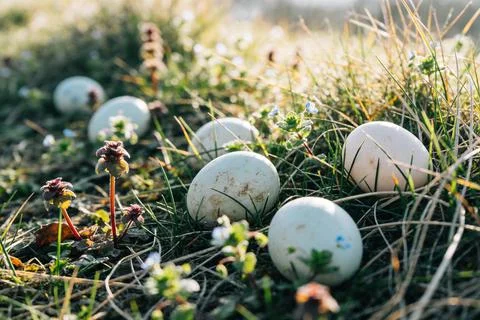 Natural Easter eggs hidden in green grass with small wildflowers and mornin.. Stock Photos