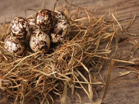 Natural Easter nest background Stock Photos