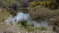 Natural ecosystem landscape with blooming bushes and river puddle 4k or 4k+ Resolution