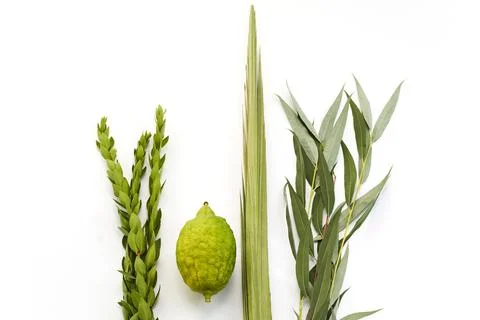 Natural Elements Arrangement. Minimalist composition of green leaves myrtle 写真素材