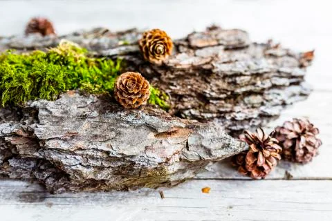 Natural elements for homemade decorations. Stock Photos