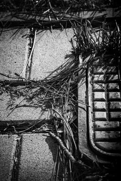 Natural elements intertwine with pavement in black and white close-up Stock Photos