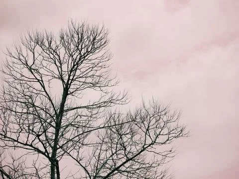 Natural environment background Stock Photos