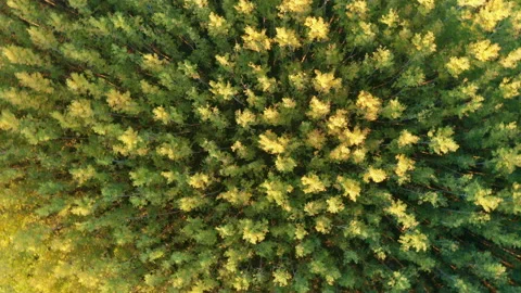 Natural environment - dense green forest of tall slender deciduous trees Stock Footage 143075156