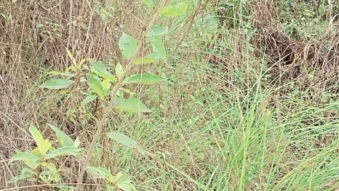 Natural environment Video stock 216824908