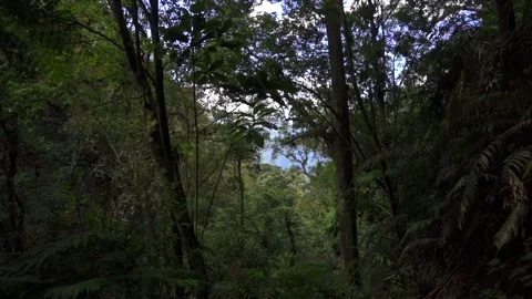 Natural Environment in a Forest Stock Footage 293653960