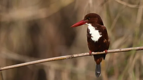 Natural environment frames white throated kingfisher scanning ground for Stock Footage 331412162