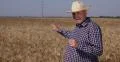 Natural Environment Organic Agriculture Food Industry Wheat Crop Farmer Speak 4k or 4k+ Resolution